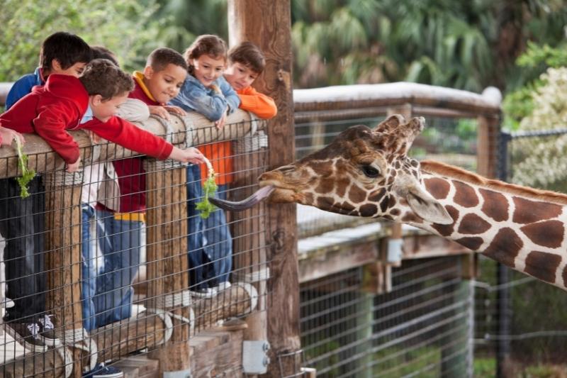 Tips for Planning Iowa Field Trips: Visiting the Zoo