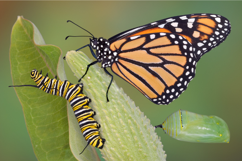 The golden opportunity of summer : Lessons from the Monarch